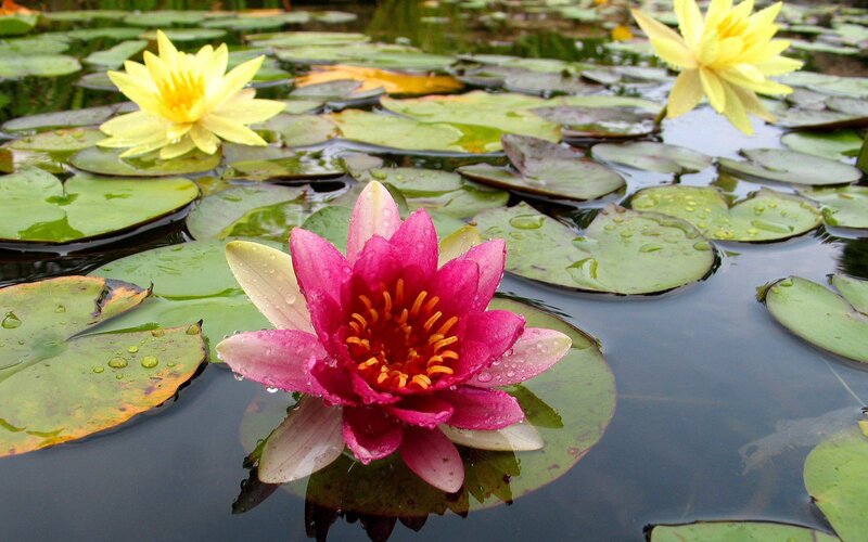 Water lilies on a pond