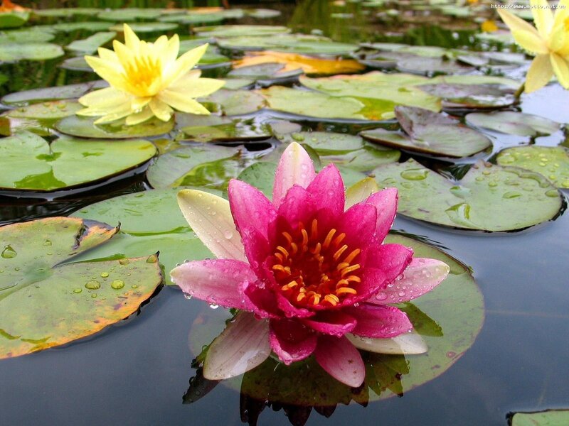 Water lilies on a pond