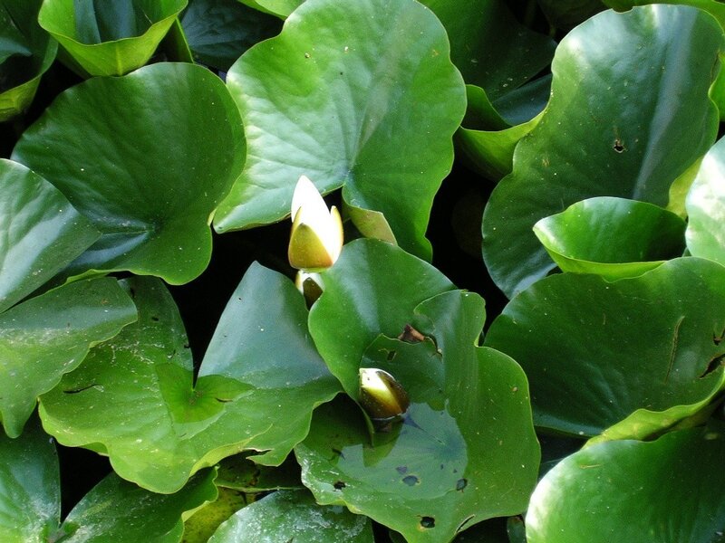 Water lilies on a pond