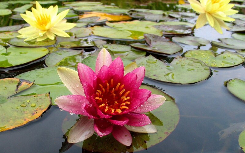 Water lilies on a pond