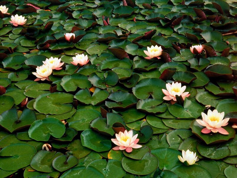 Water lilies on a pond