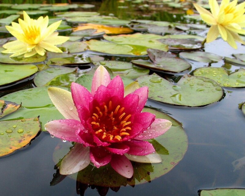 Water lilies on a pond