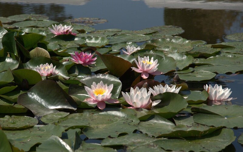 Water lilies on a pond