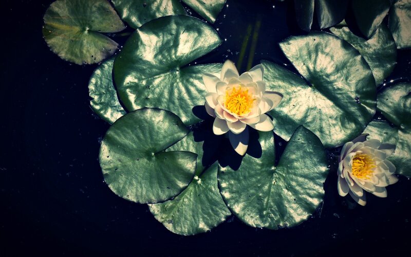 Water lilies on a pond