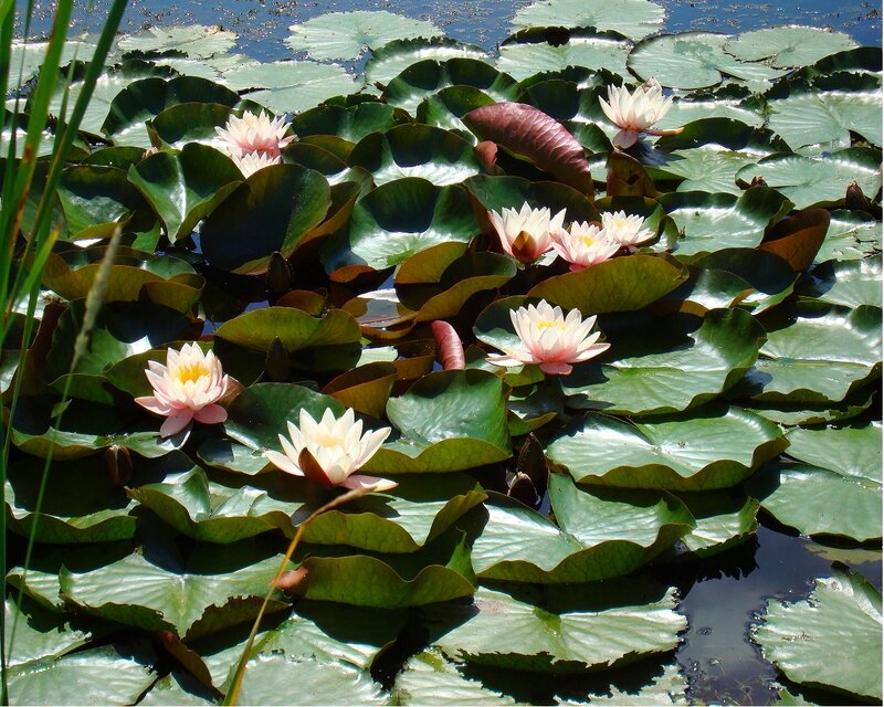 Water lilies on a pond