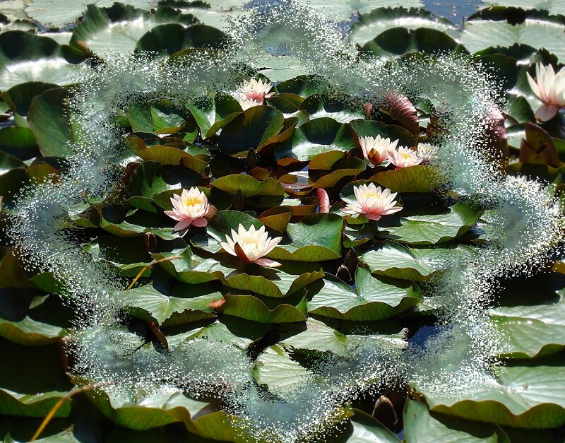Water lilies on a pond