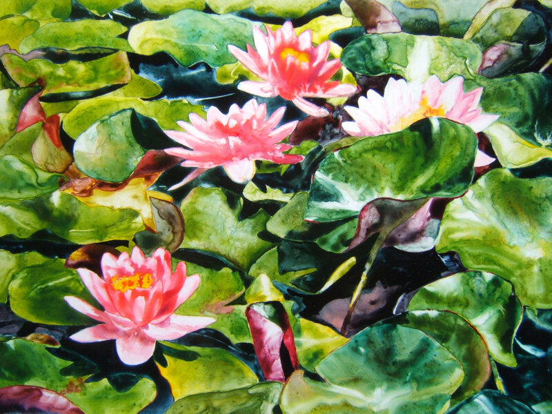Water lilies on a pond