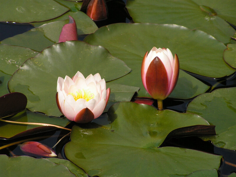 Water lilies on a pond