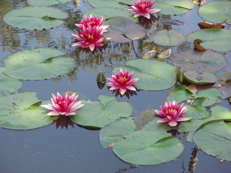 Water lilies on a pond