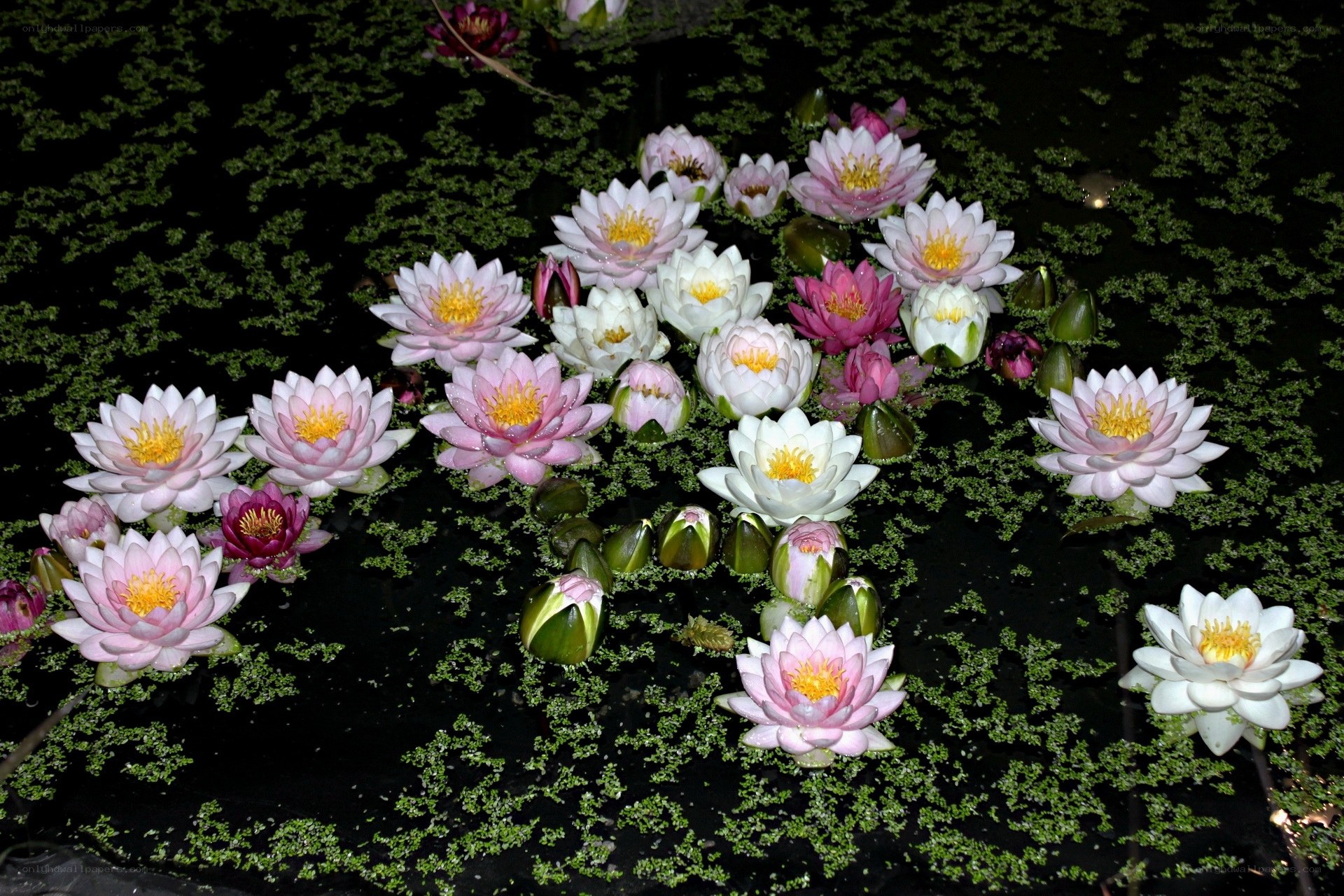 Water lilies on a pond