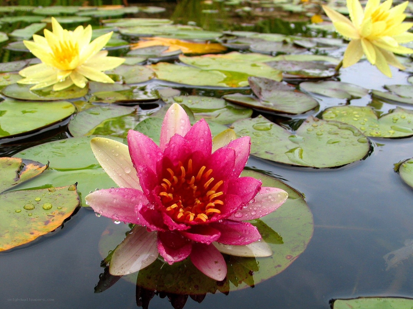 Water lilies on a pond
