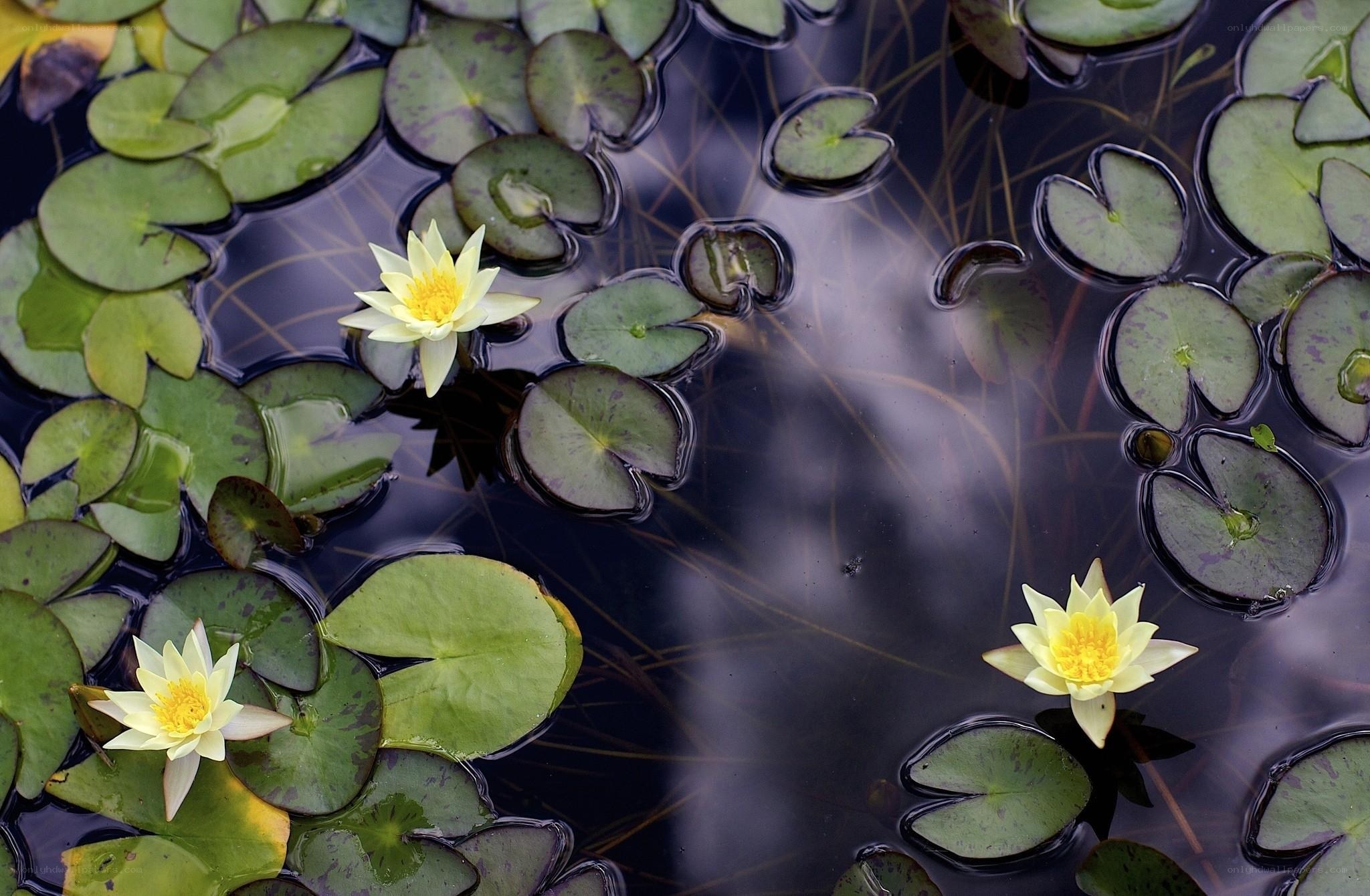 Water lilies on a pond