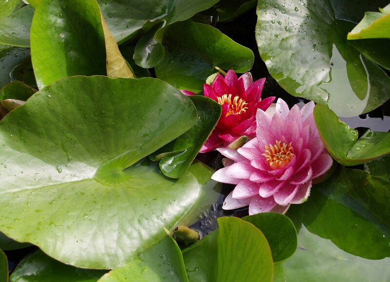 Water lilies on a pond
