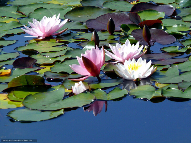 Water lilies on a pond