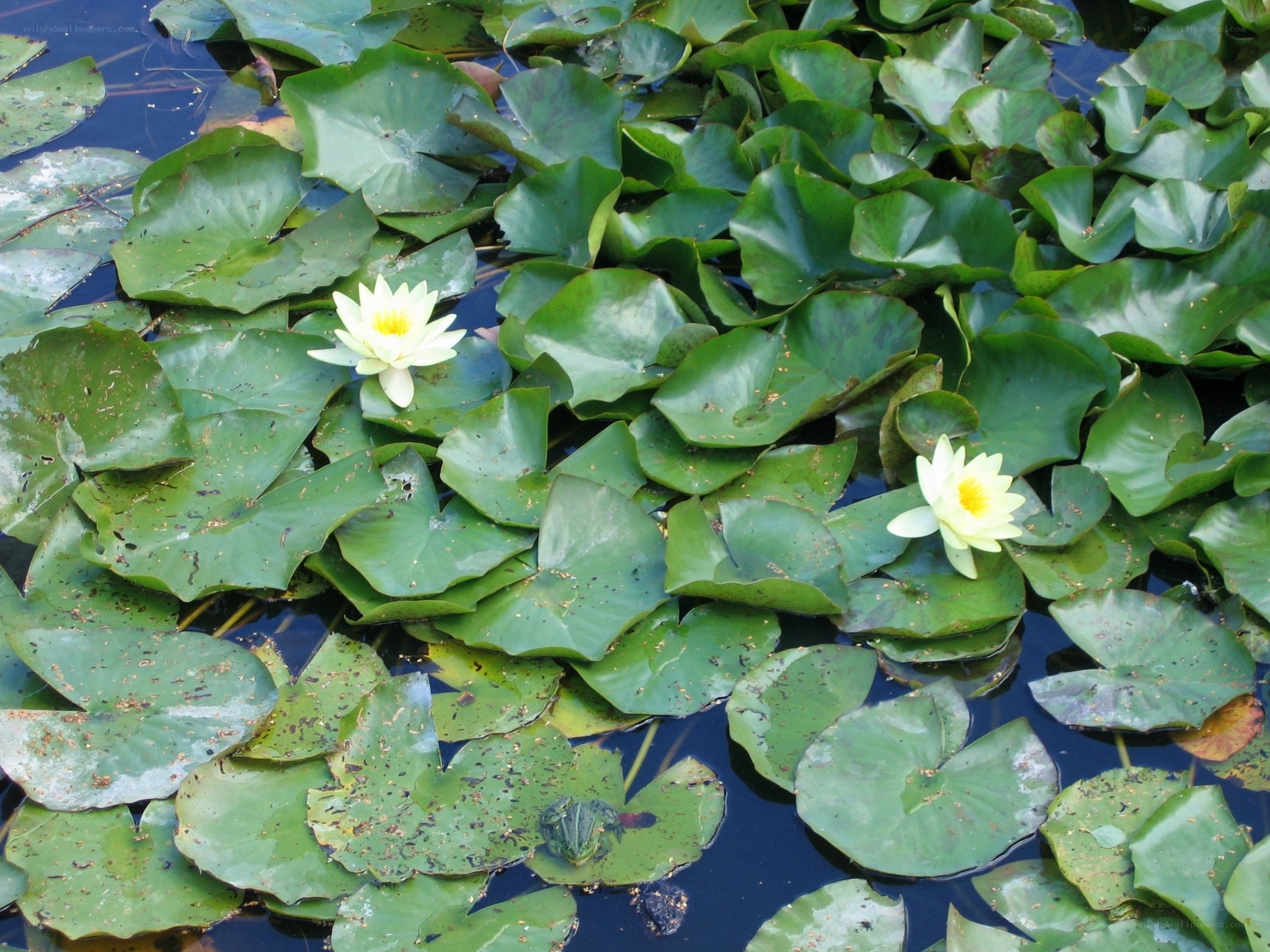 Water lilies on a pond