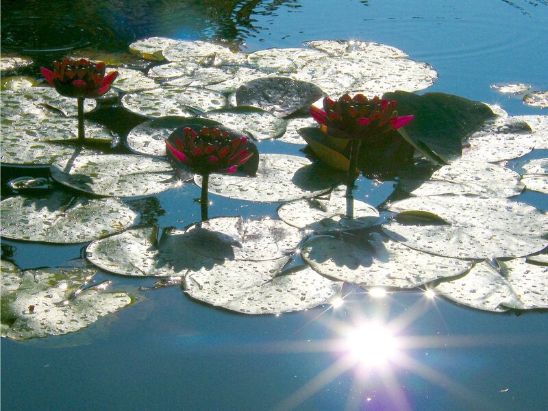 Water lilies on a sunny pond