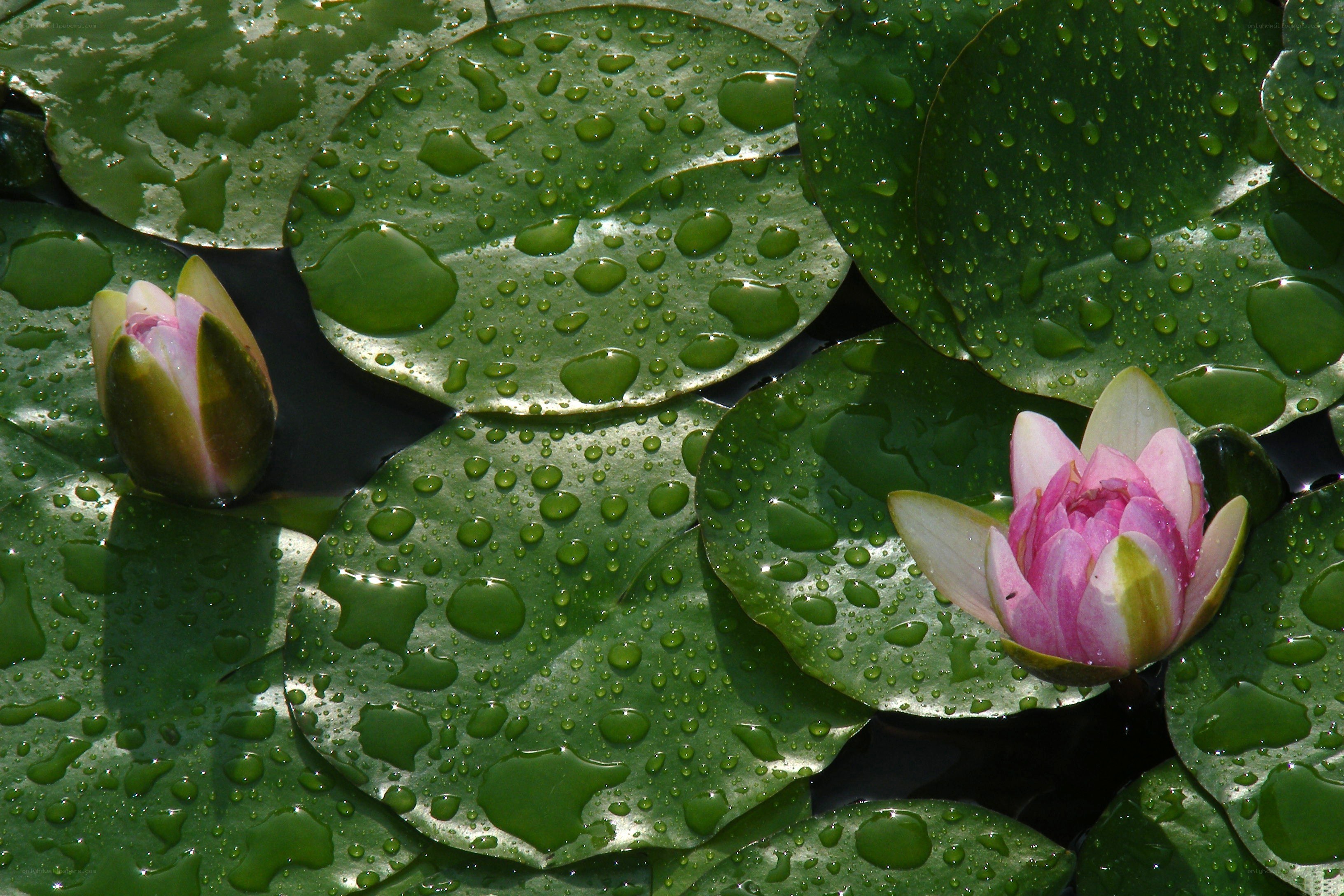 Water lilies with dew drops