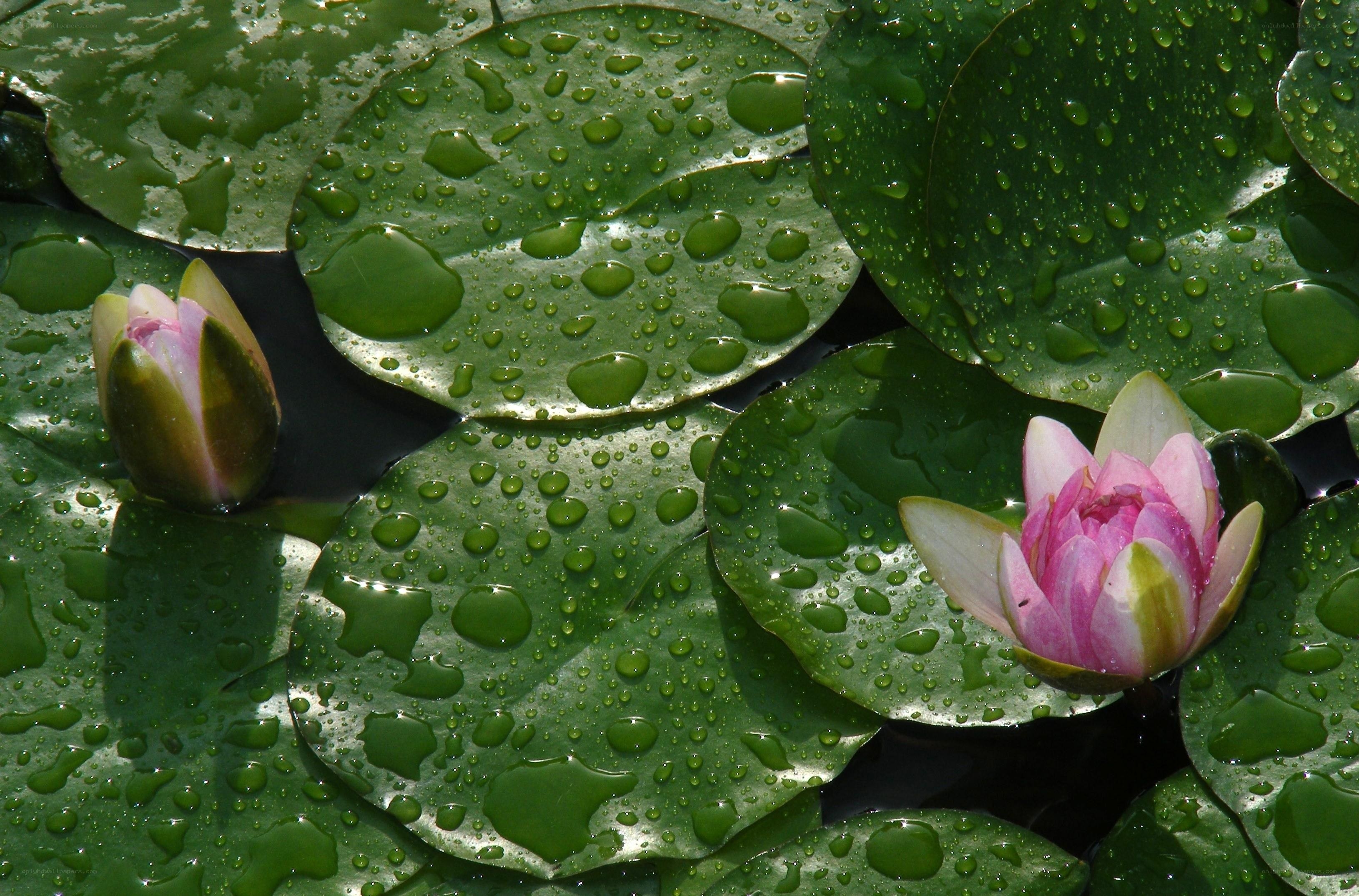 Water lilies with dew drops