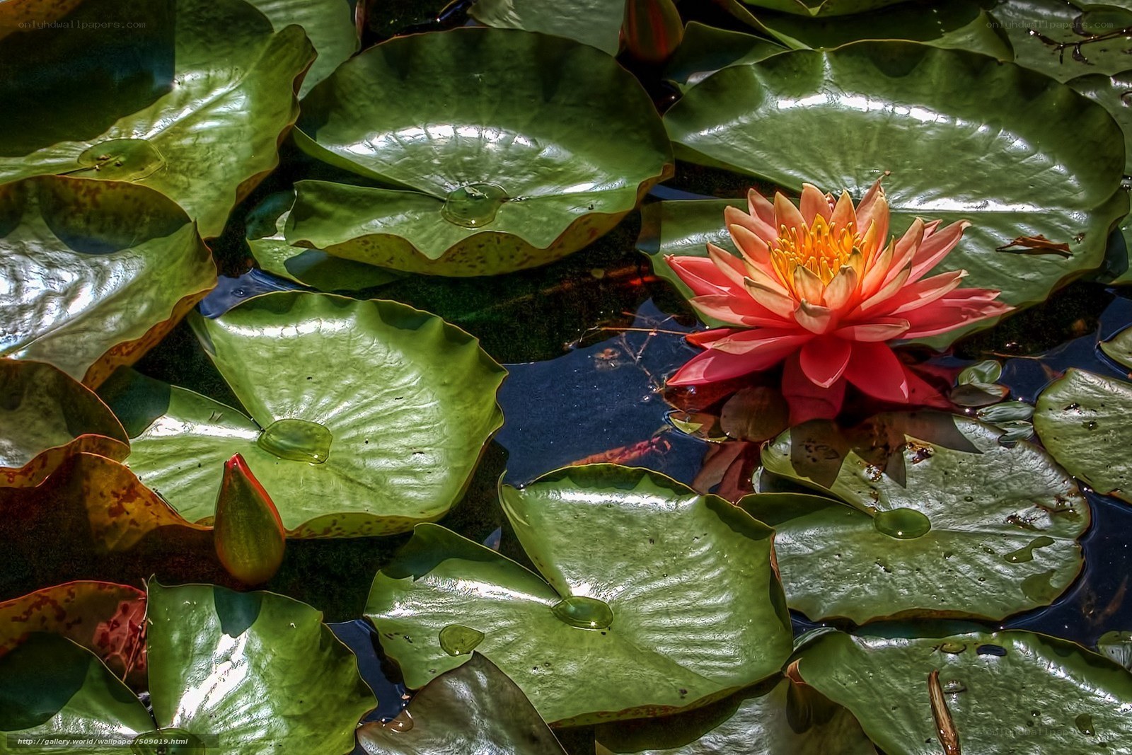 Water lily in a pond