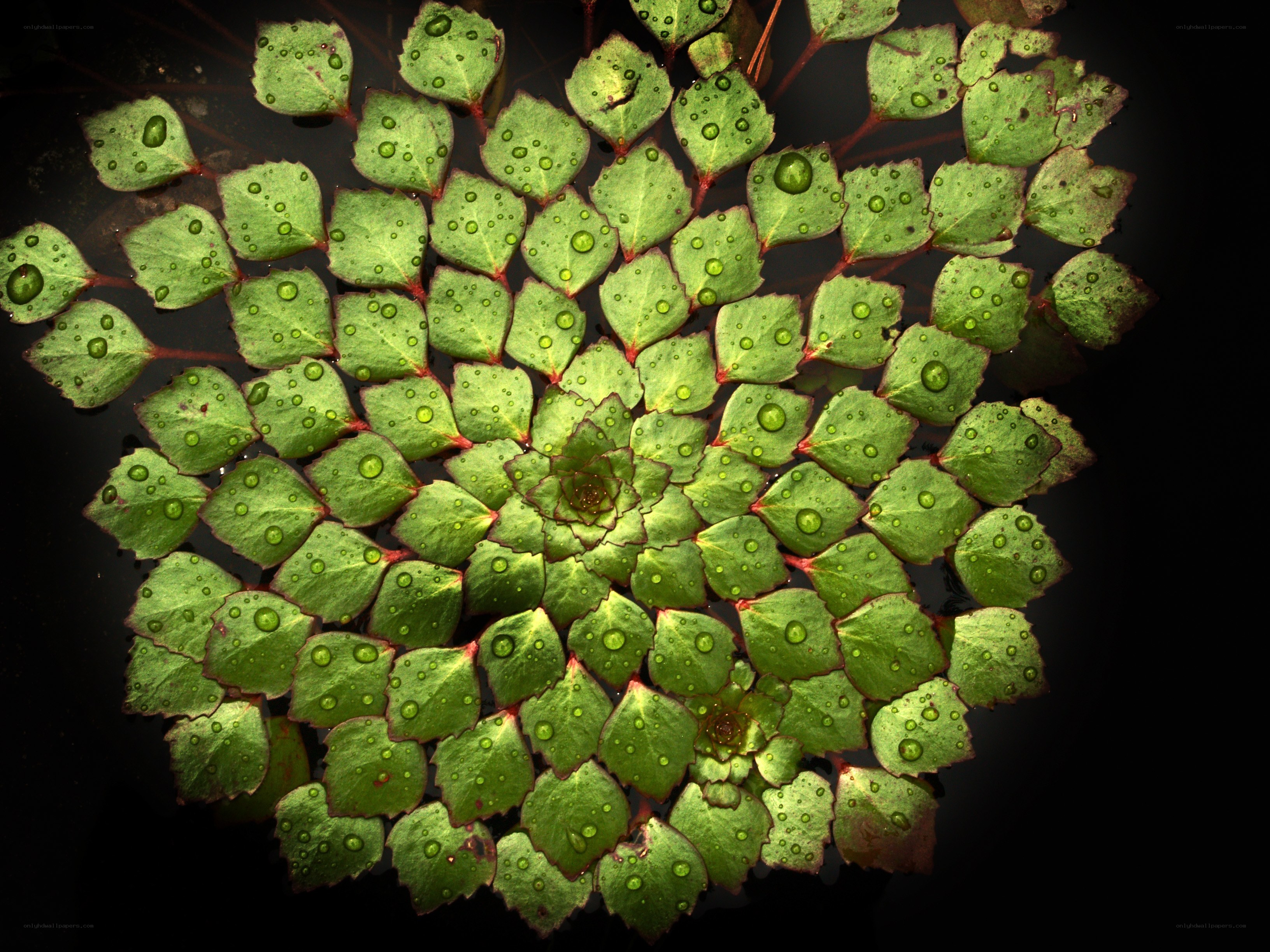 Water lily leaves with dew drops