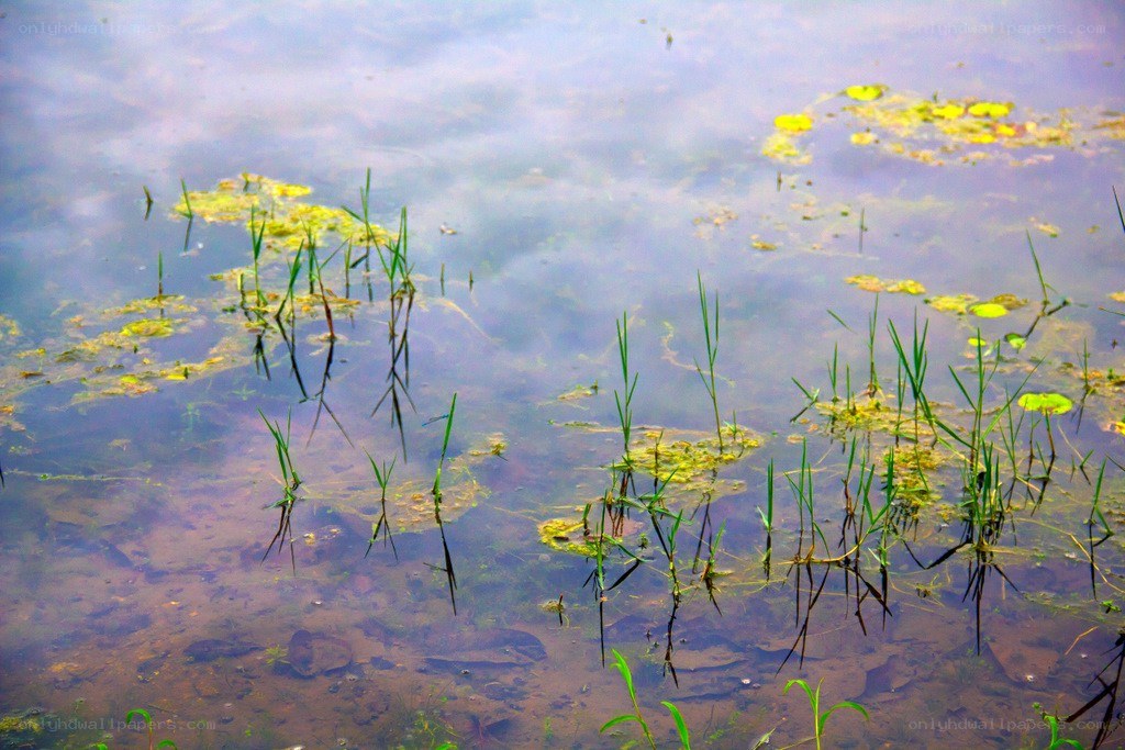 Water plants in a pond
