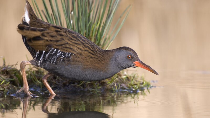 Water rail in wetland