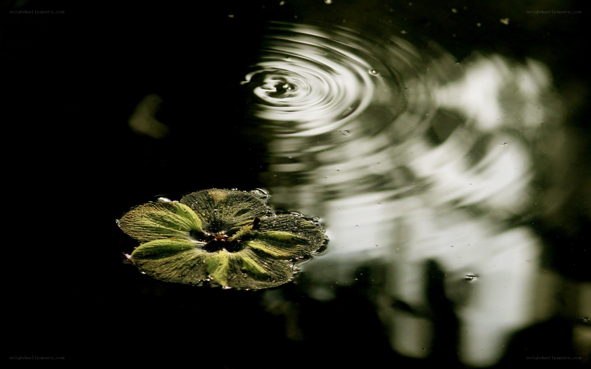 Water ripple with floating plant