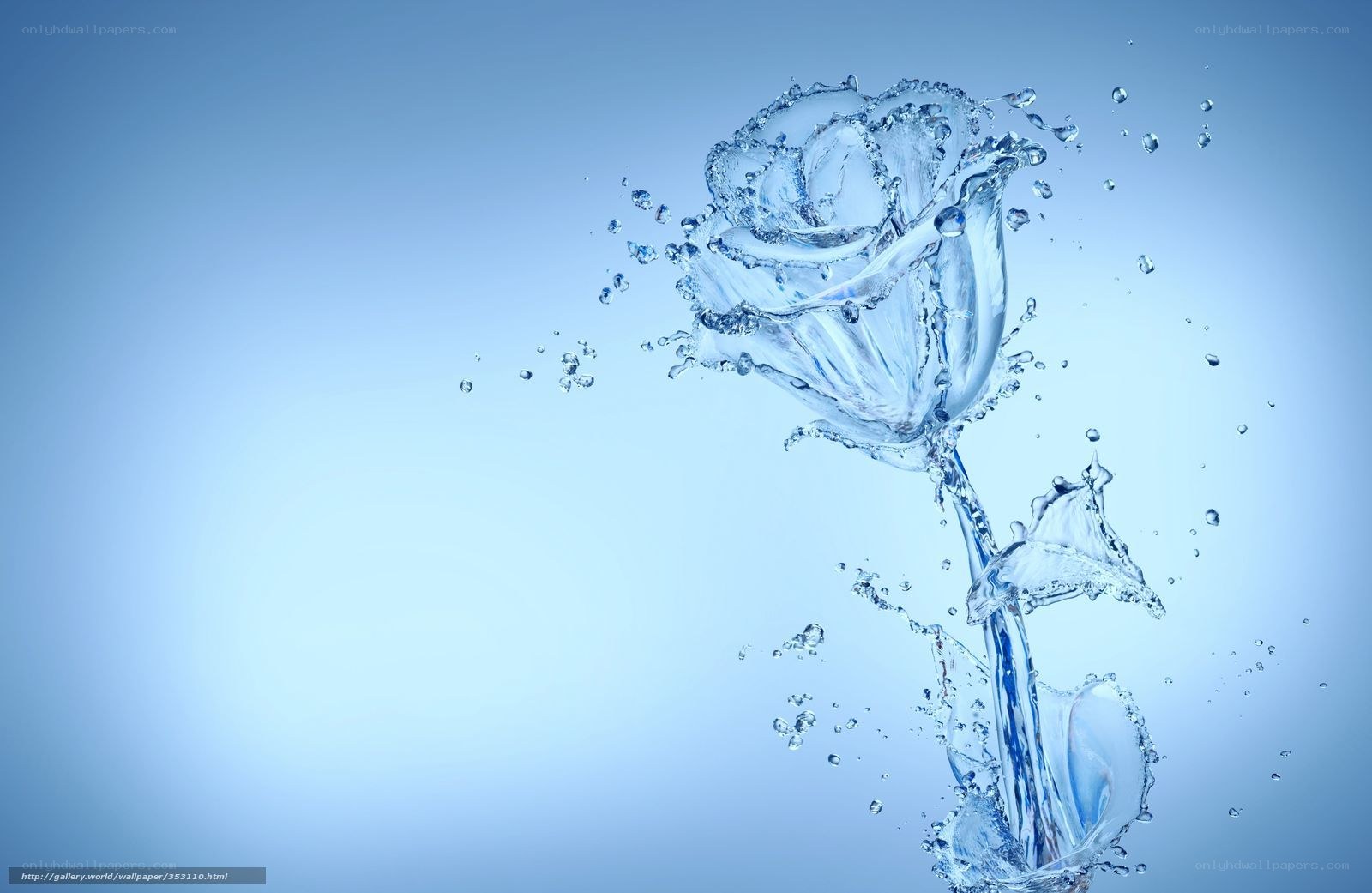 Water rose flower