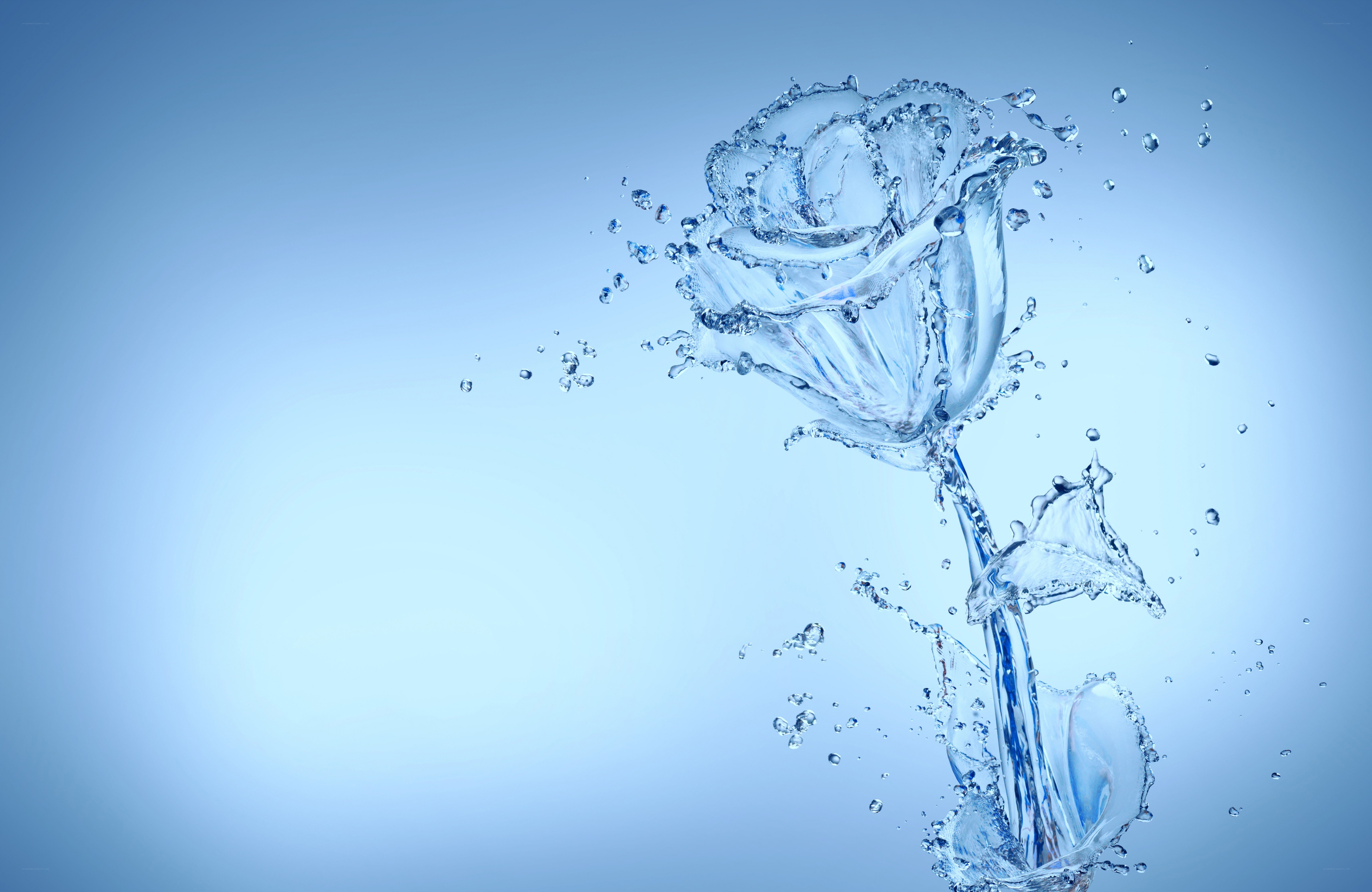 Water rose in motion