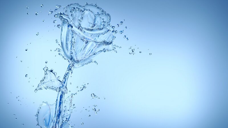 Water rose splash