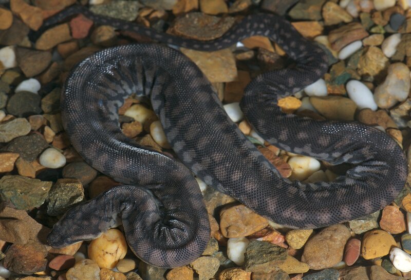 Water snake on pebbles