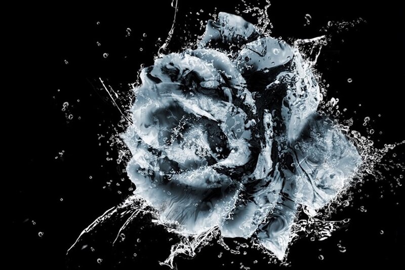 Water Splash Rose