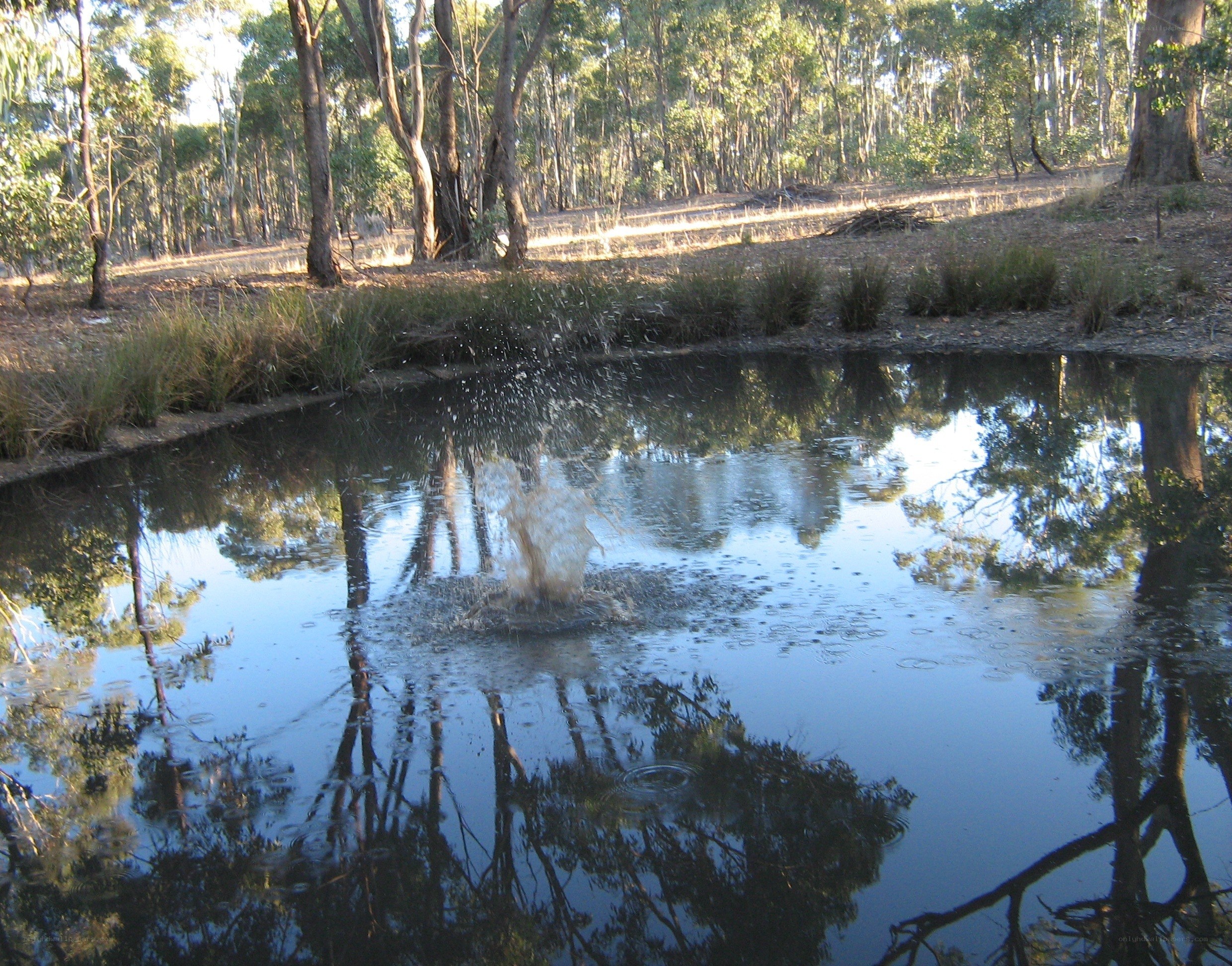 Water splashing in a forest pond