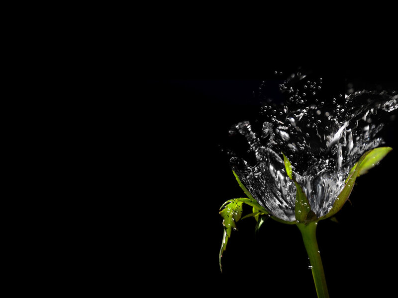 Water splashing on a rose