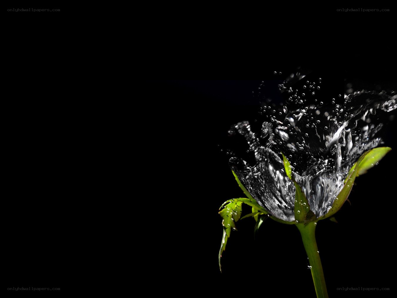 Water splashing on a rose
