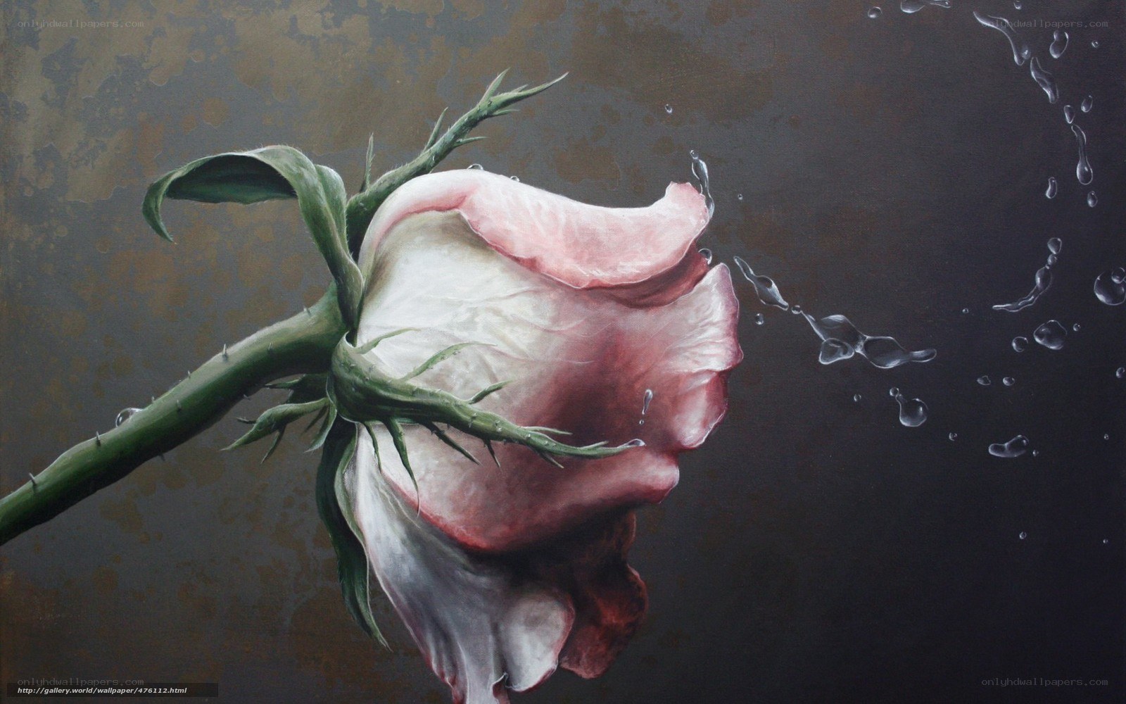 Water splashing on a rose