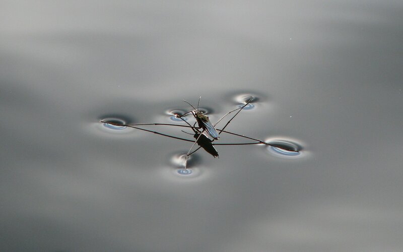 Water strider on pond surface