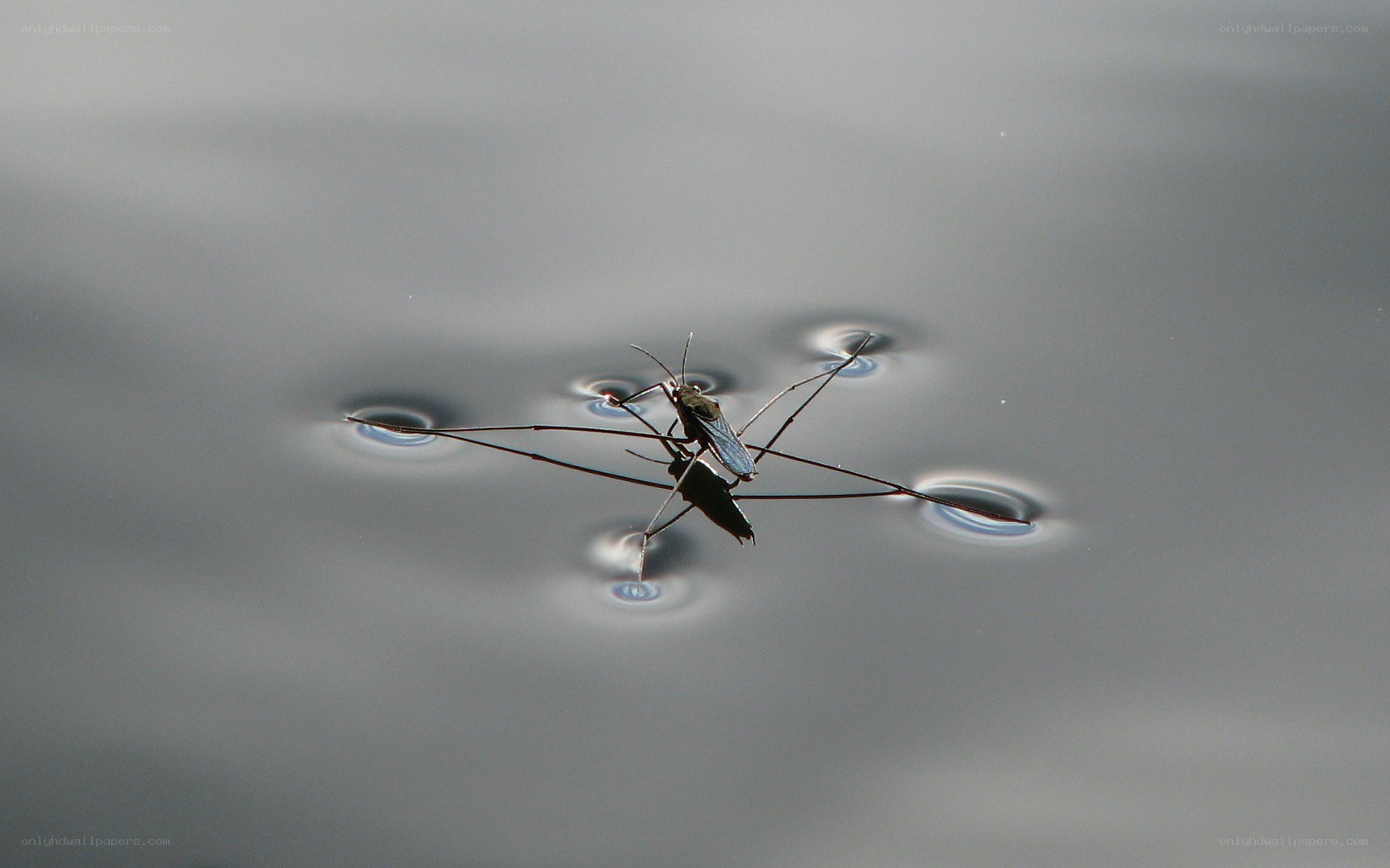 Water strider on pond surface