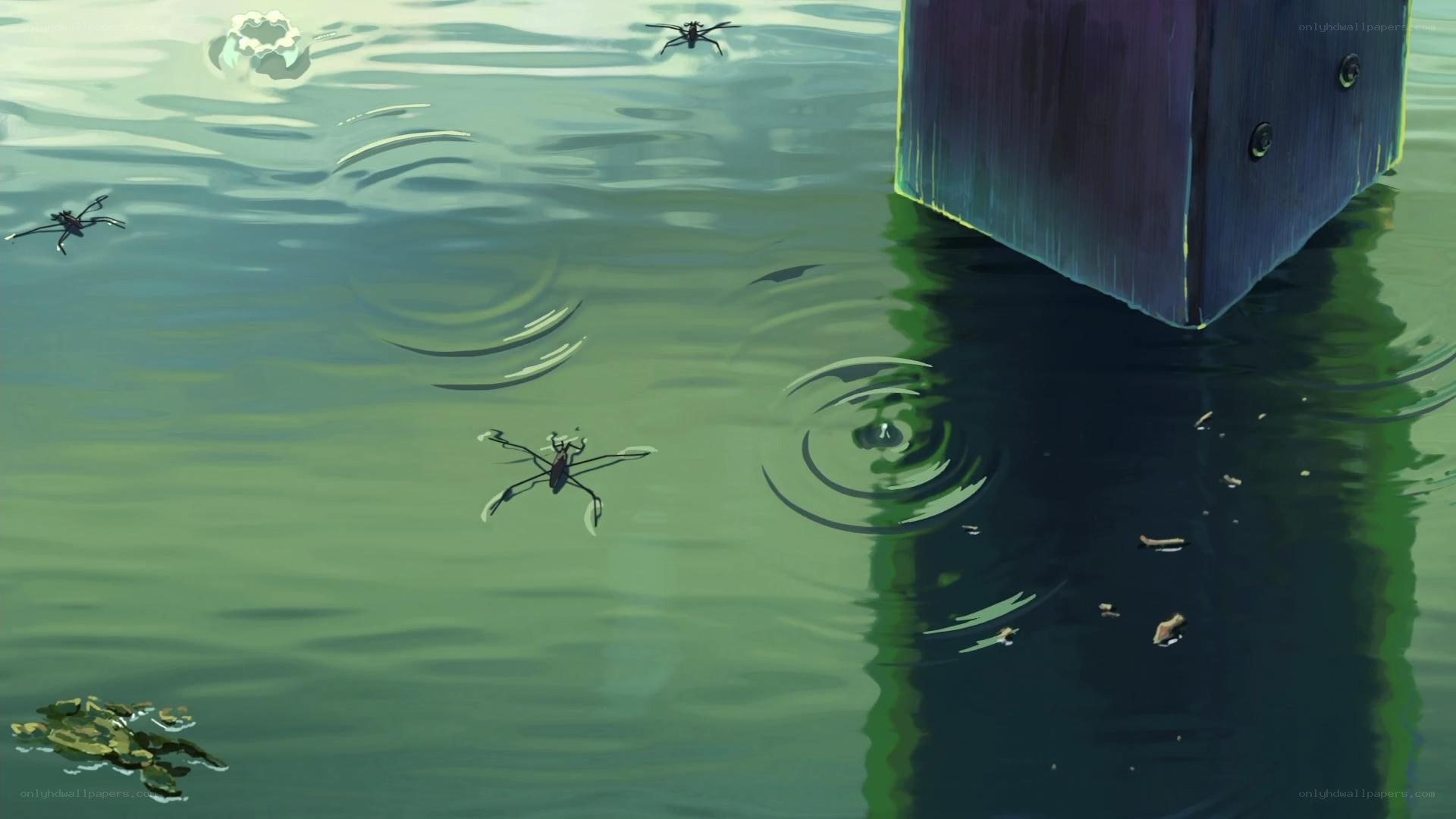 Water striders on a pond