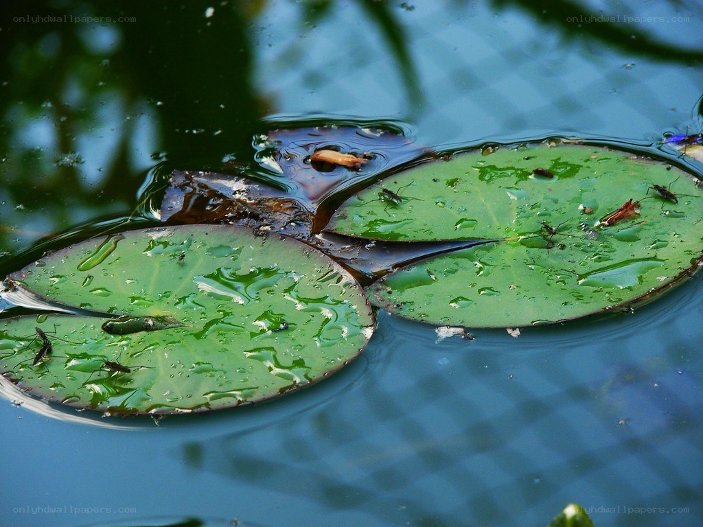 Water striders on lily pads