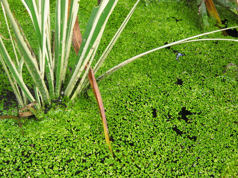 Water surface covered in duckweed