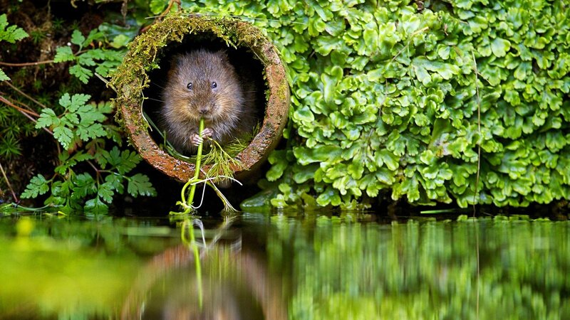 Water Vole in Pipe — Green