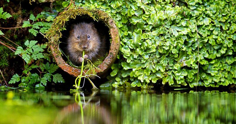 Water Vole in Pipe