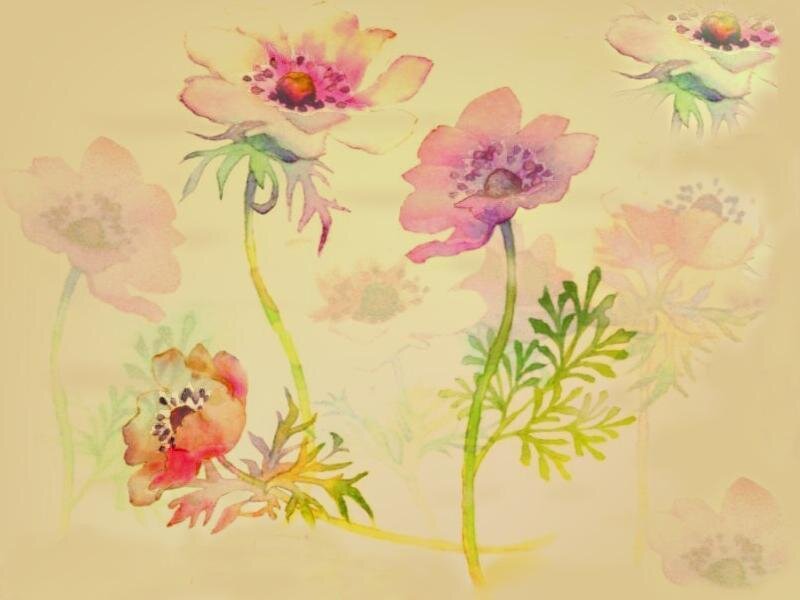 Watercolor Anemone Flowers