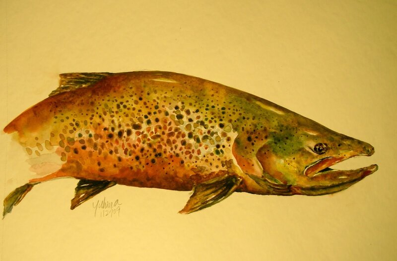 Watercolor of a brown trout