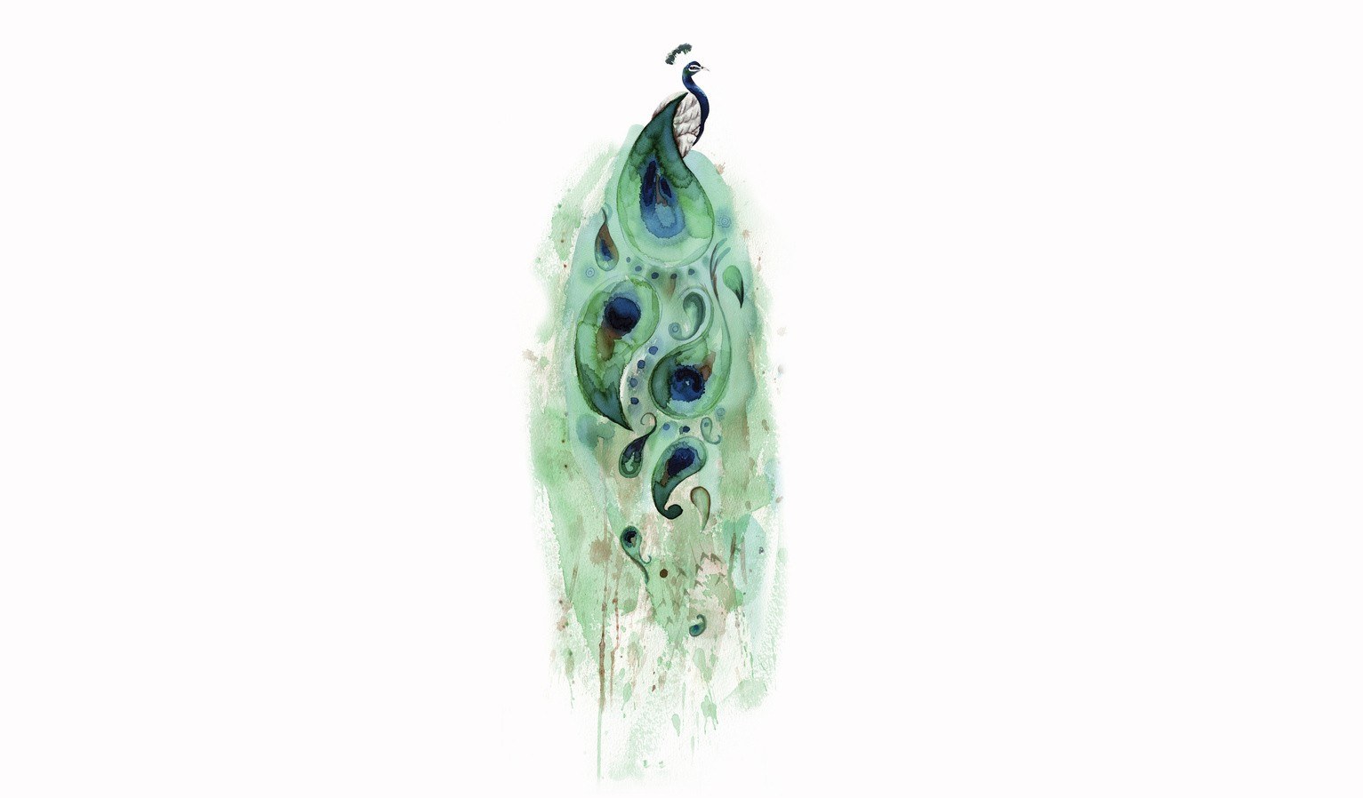 Watercolor peacock illustration