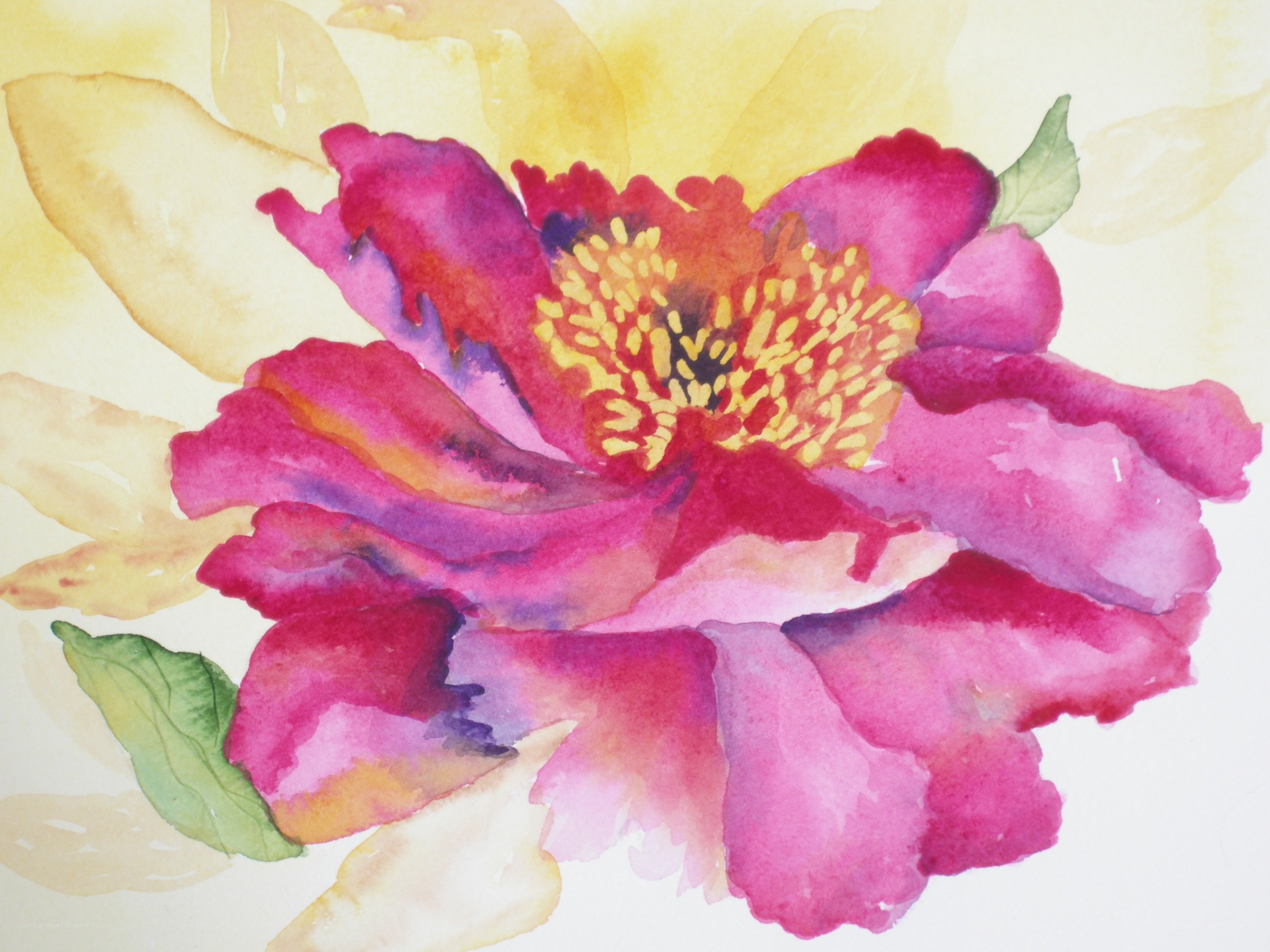 Watercolor peony flower