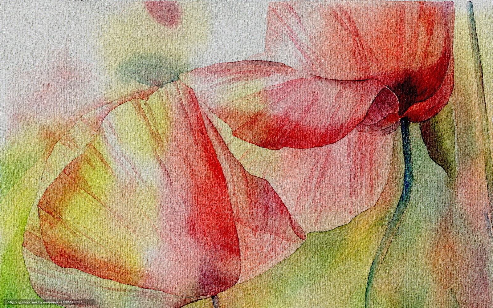 Watercolor poppy flower