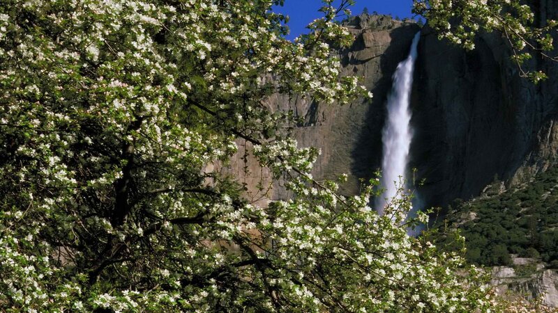 Waterfall Behind Blossoms