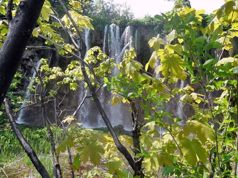 Waterfall Behind Foliage